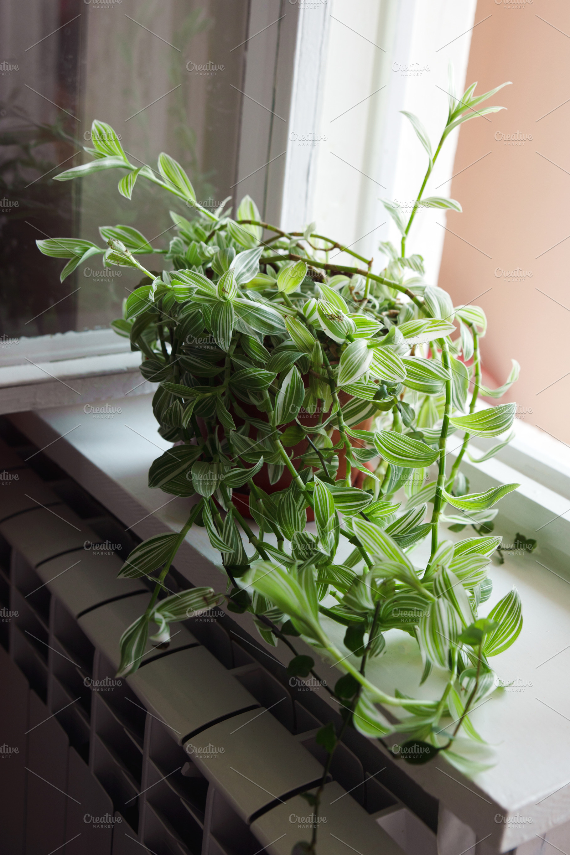 Vibrant green indoor plant with striped leaves sits in a red pot on a white win, an Animal Photo by Ales Munt