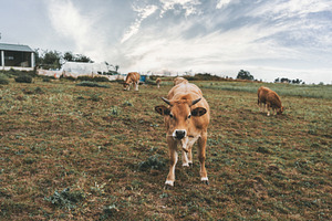 Brown cows on pasture, an Animal Photo by SkyNext