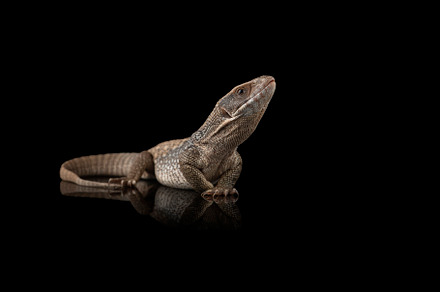 The savannah monitor lizard, an Animal Photo by AnimalArt