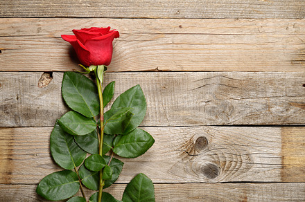 Red rose and petals containing rose, petals, and red preview 6