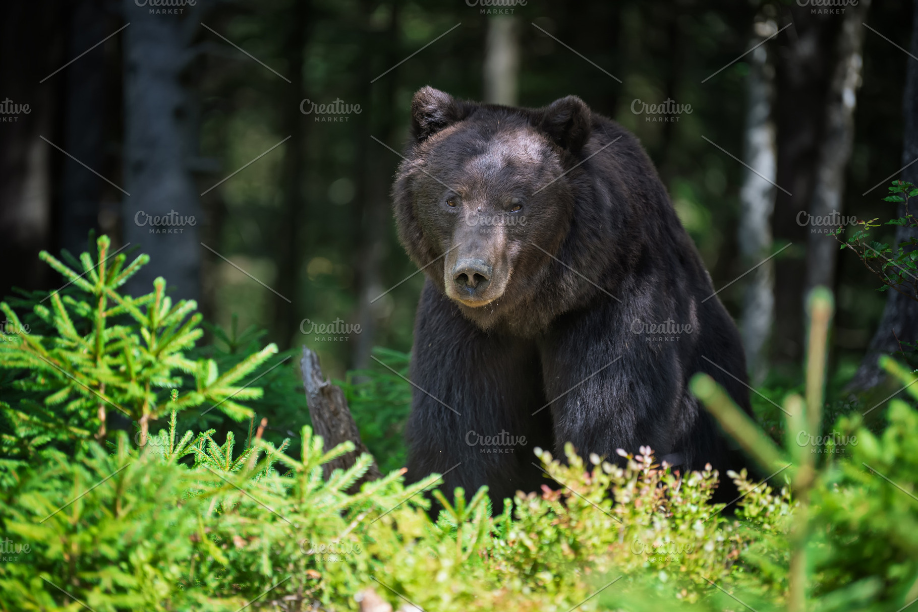 Large black bear standing among lush, an Animal Photo by Byrdyak