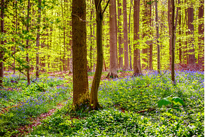 Blossoming lovely spring violet-blue