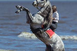 Andalusian horse and woman containing horsewoman, riding, and rider
