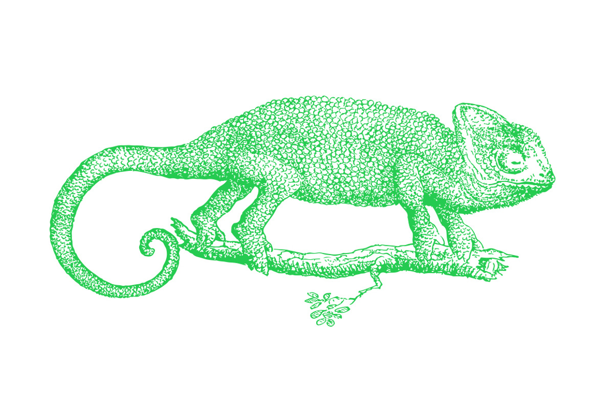 Vector Chameleon Illustration, an Illustration by Theresa Barba