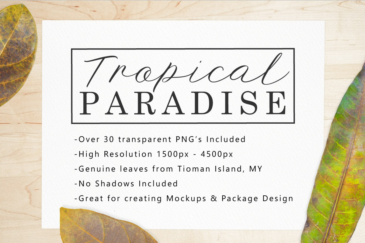 Tropical Leaves & Flowers Bundle, a Nature Photo by Drifter Studio PrintShop (Photo 3 of 3)
