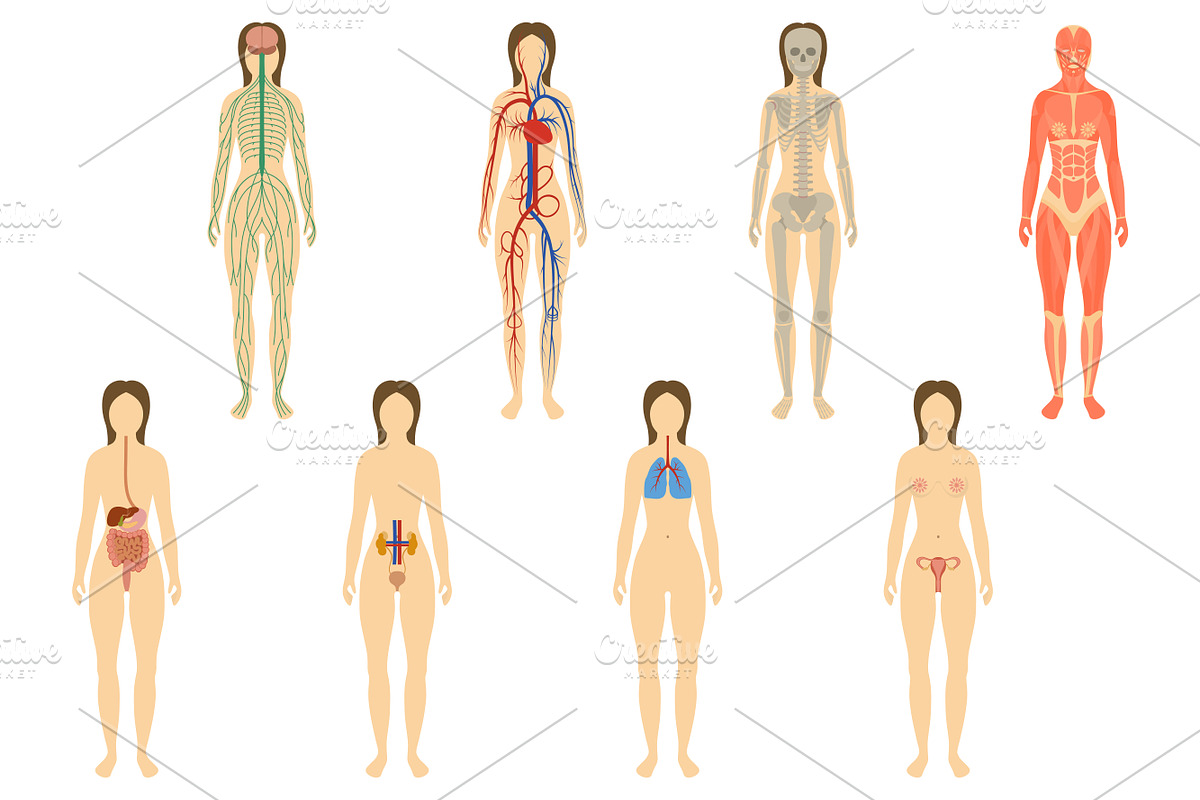 Set of human organs and systems, a Healthcare Illustration by NKuvshinov