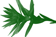 Leaf brush stamps Photoshop, a Brush Add-On by Chipshpow Graphics (Thumbnail 6 of 8)