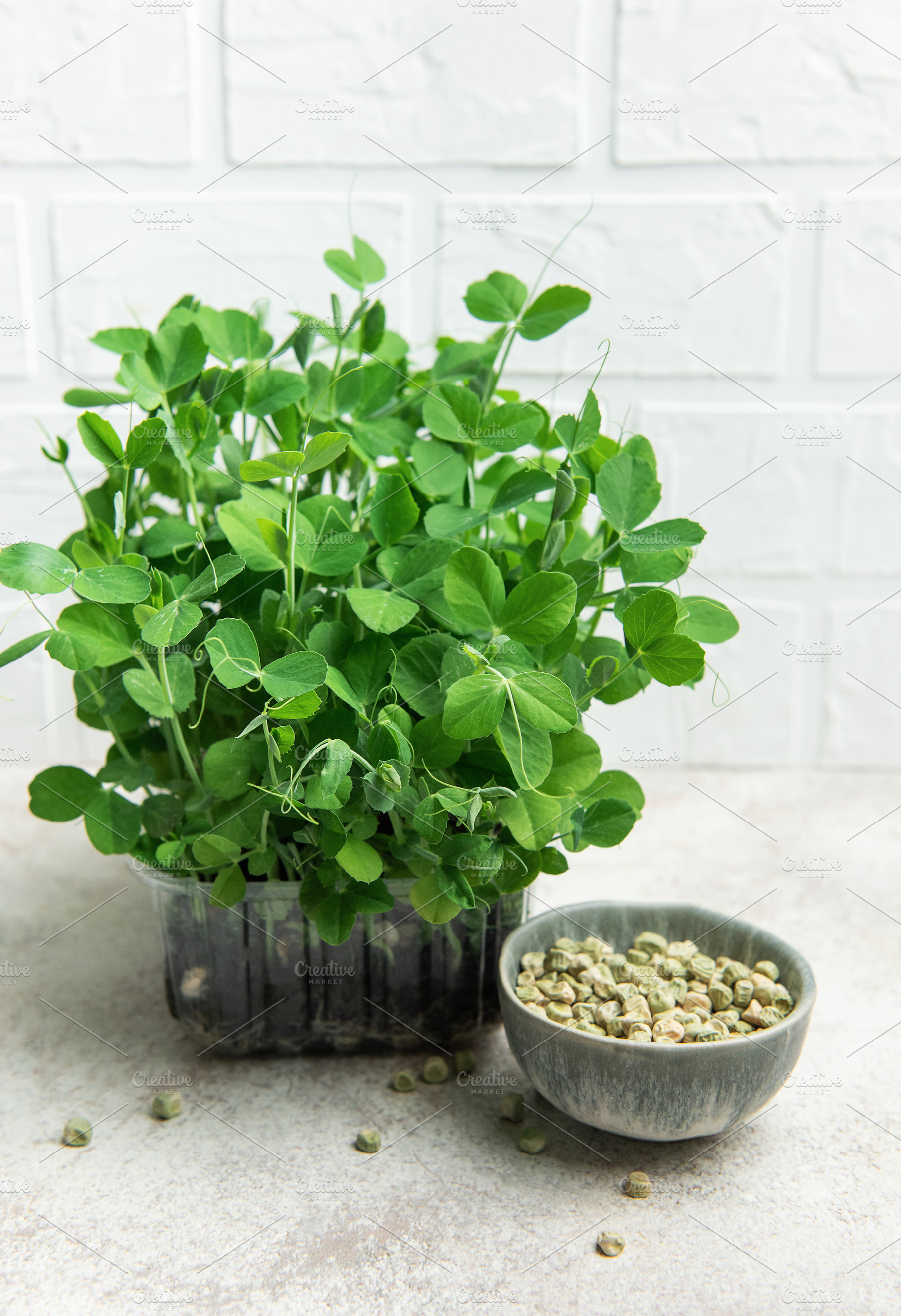 Fresh pea microgreens growing in pot with seeds in a bowl, a Food & Drink Photo by Olena Rudo