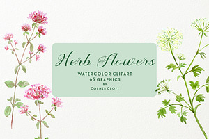 Watercolor Herb Flower Clipart