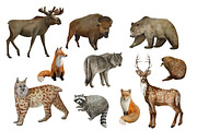 Woodland  animals, winter forest, an Animal Illustration by AkvarelRiver (Thumbnail 2 of 5)