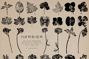 Hand-Pressed Botanical Imprints, an Object Graphic by alonahaidash (Thumbnail 8 of 13)