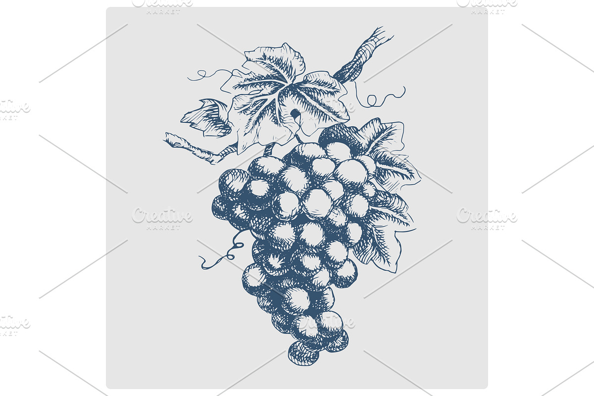 bunch of grapes hand drawn blue, a Graphic by AlexArt