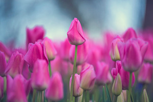 Tulip flowers
