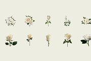 70 Watercolor White Rose PNG Clipart, a Graphic by Graphicspixel (Thumbnail 6 of 11)