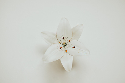 White lily stock photo containing flower and lily