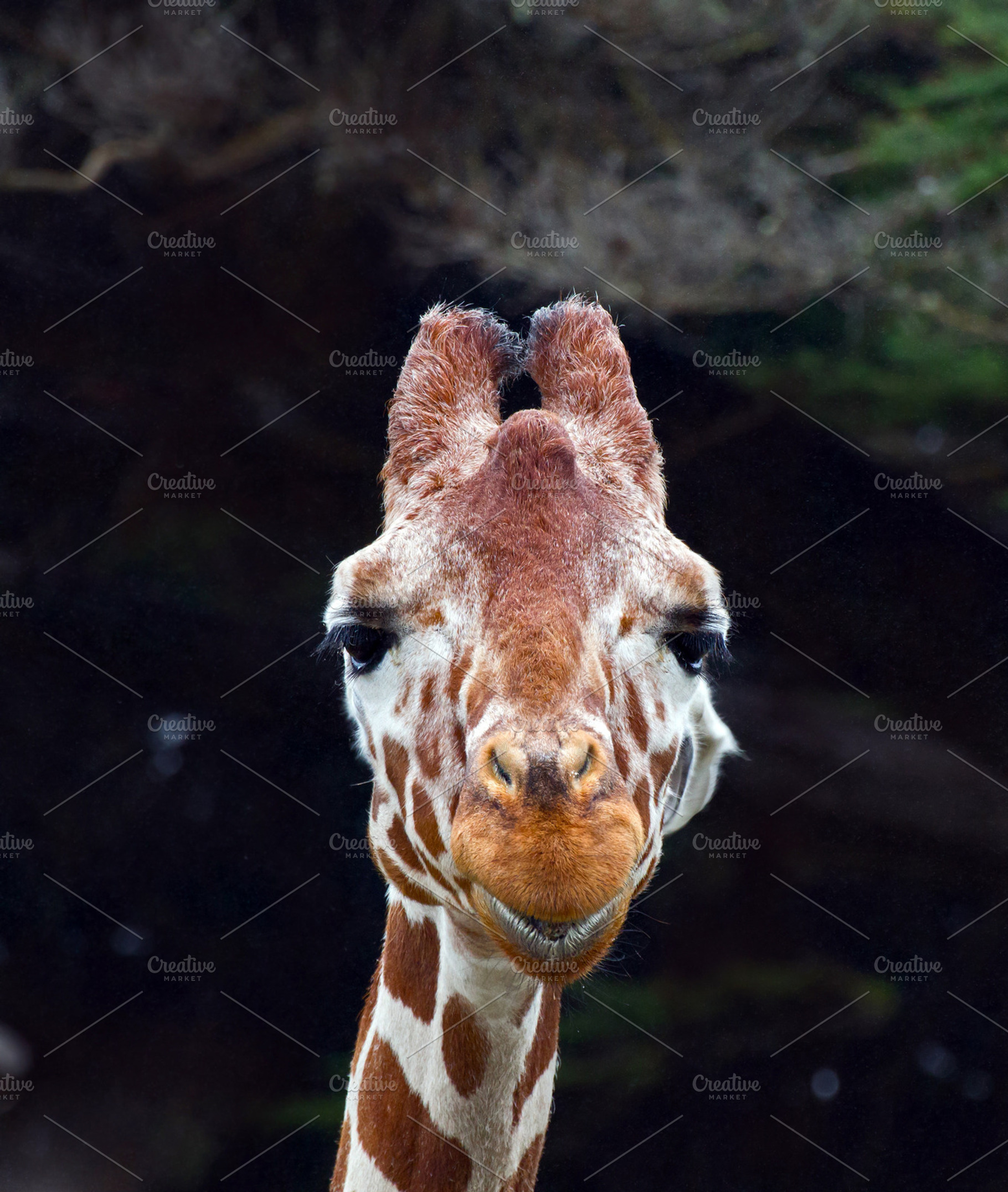 Giraffe featuring animal, picture, and photo, an Animal Photo by TrueMitra Designs