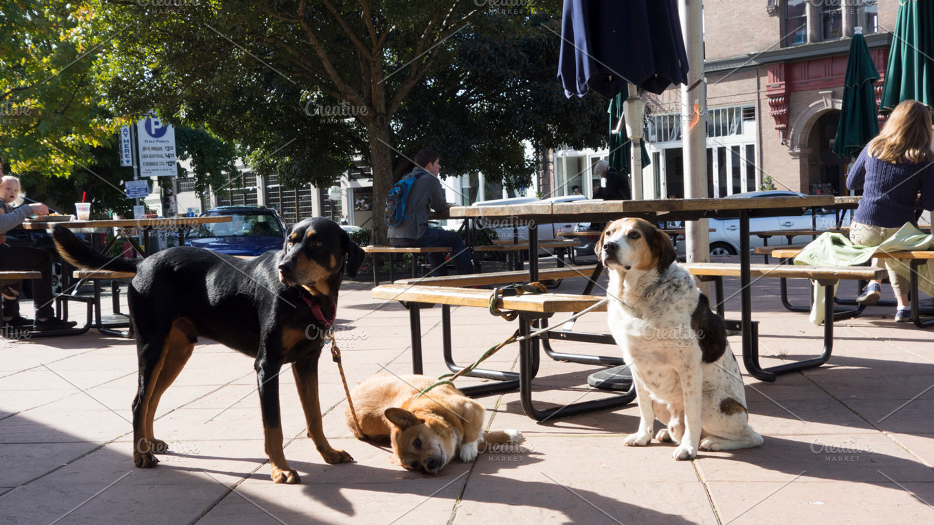 Happy dogs waiting for owner, an Animal Photo by Amazing Photography