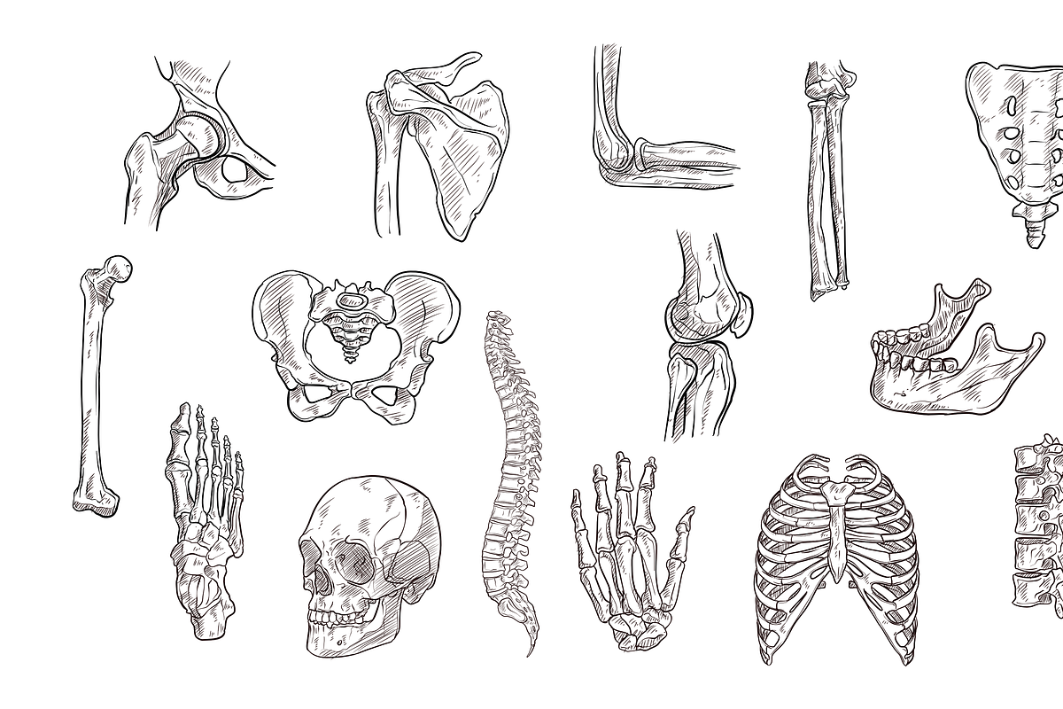 human skeleton handdrawn collection, an Object Graphic by nikagraphic