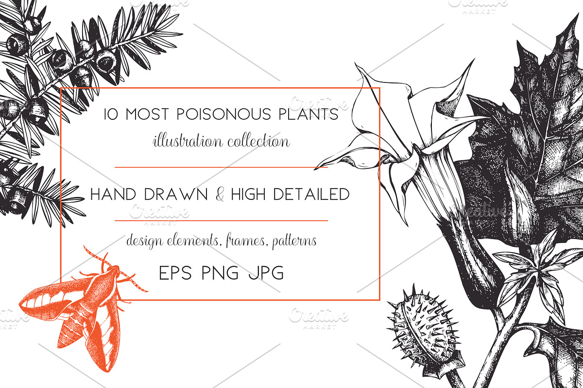 10 Most Poisonous Plants. Vector set, a Healthcare Illustration by Yevheniia (Photo 2 of 8)