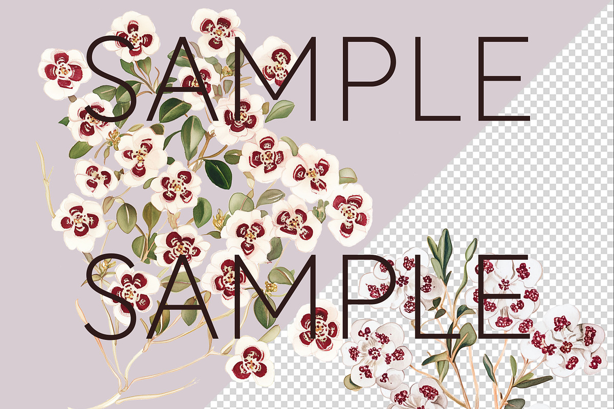 Fragonia Australian Floral Clipart, a Decorative Illustration by Pawcasso's Portraits (Photo 6 of 6)