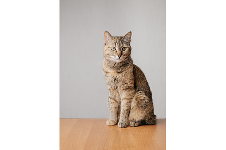 Portrait of a serious ginger cat