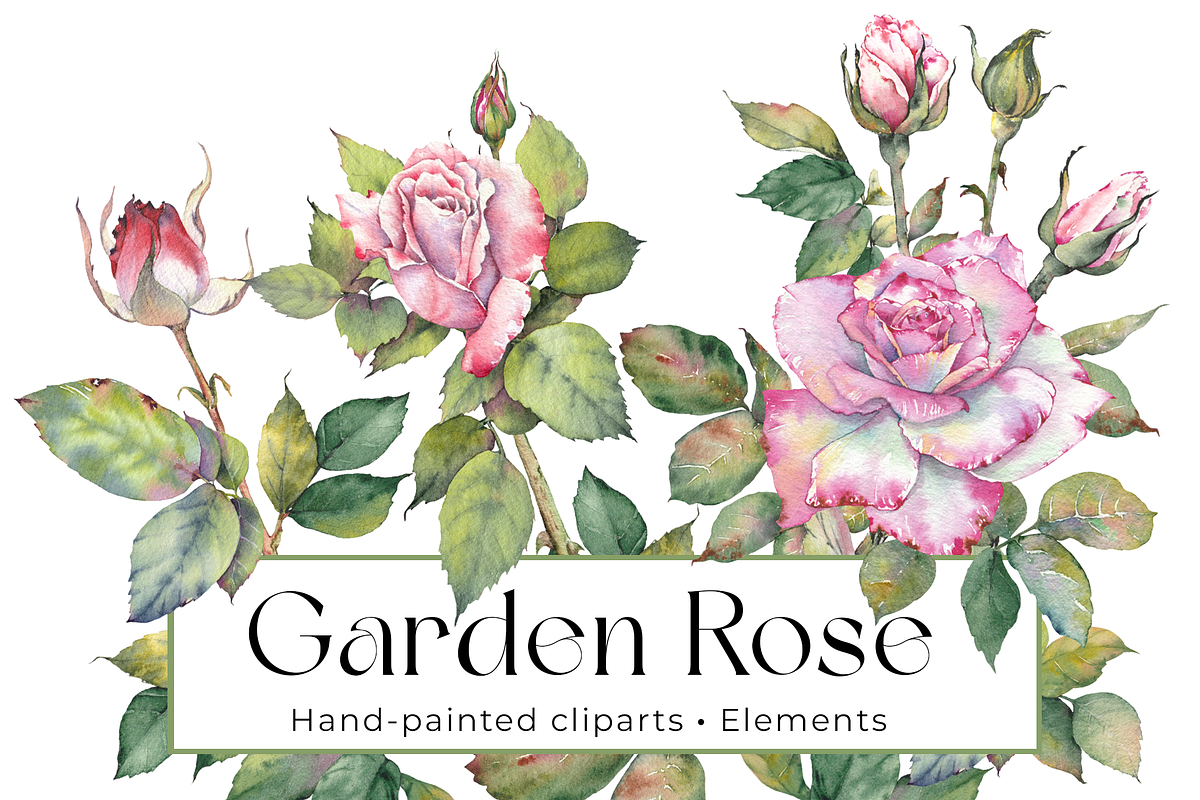 Watercolor Garden Rose Clipart, a Decorative Illustration by Jeanna Draw (Photo 1 of 11)