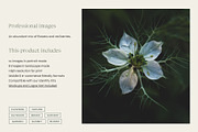 Garden Sunset | Photo Bundle, a Nature Photo by The Responsible Creatives (Thumbnail 2 of 11)