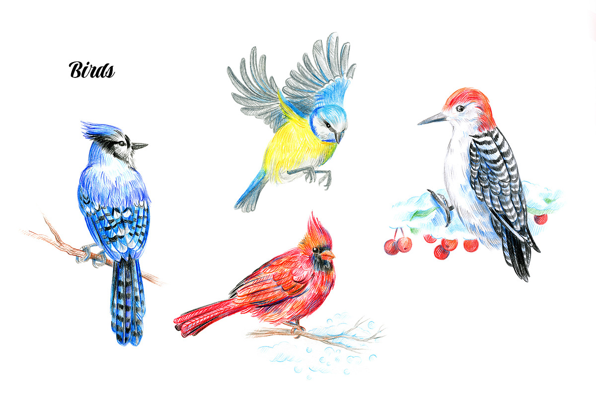 30 PNG images. Winter forest animals, an Animal Illustration by Art by Lady Natali (Photo 3 of 8)