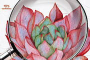 Succulents Watercolor clipart, an Illustration by BarvArt (Thumbnail 11 of 13)