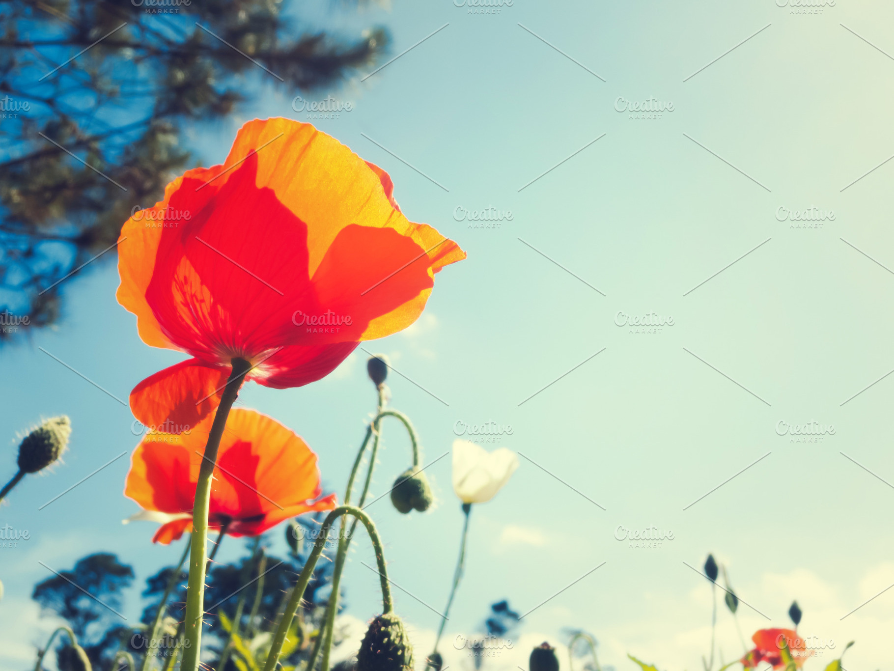 Red poppy stock photo containing decoration and macro, a Nature Photo by Olezzo