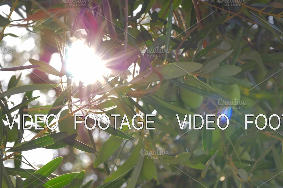 Sun shining through the olive tree branches, a Graphic by Grey Coast Media (Photo 1 of 2)