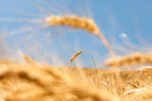 Close-up of a single ripe wheat ear standing in a golden field u, a Nature Photo by Ales Munt