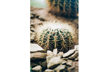 Green cactus background. Succulent