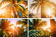 Luxury Tropical Nature, a Nature Photo by pictures for you (Thumbnail 10 of 19)