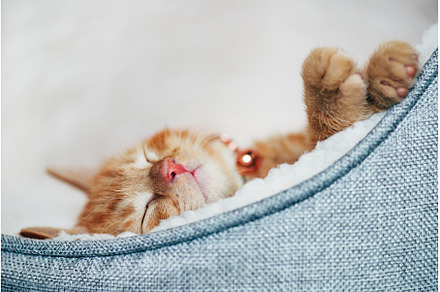 Cute ginger kitten sleeps, an Animal Photo by MAnuta