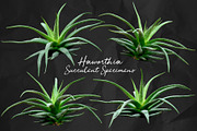 Succulents -Real Haworthia Specimens, an Object Graphic by Turning Moss (Thumbnail 4 of 9)
