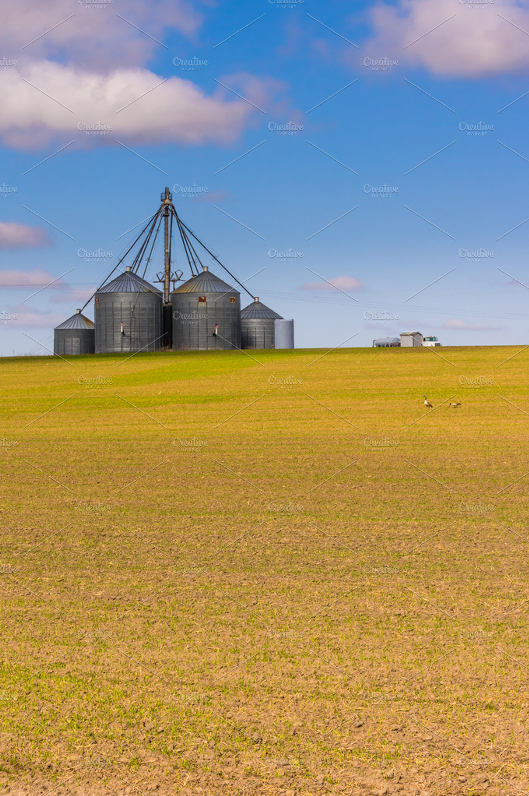 Grain Storage Silos In A Farm Field