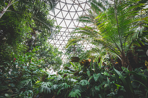 Indoor tropical rainforest