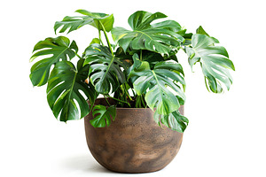 Green monstera tree in pot on white background, a Nature Photo by AlyaAnd