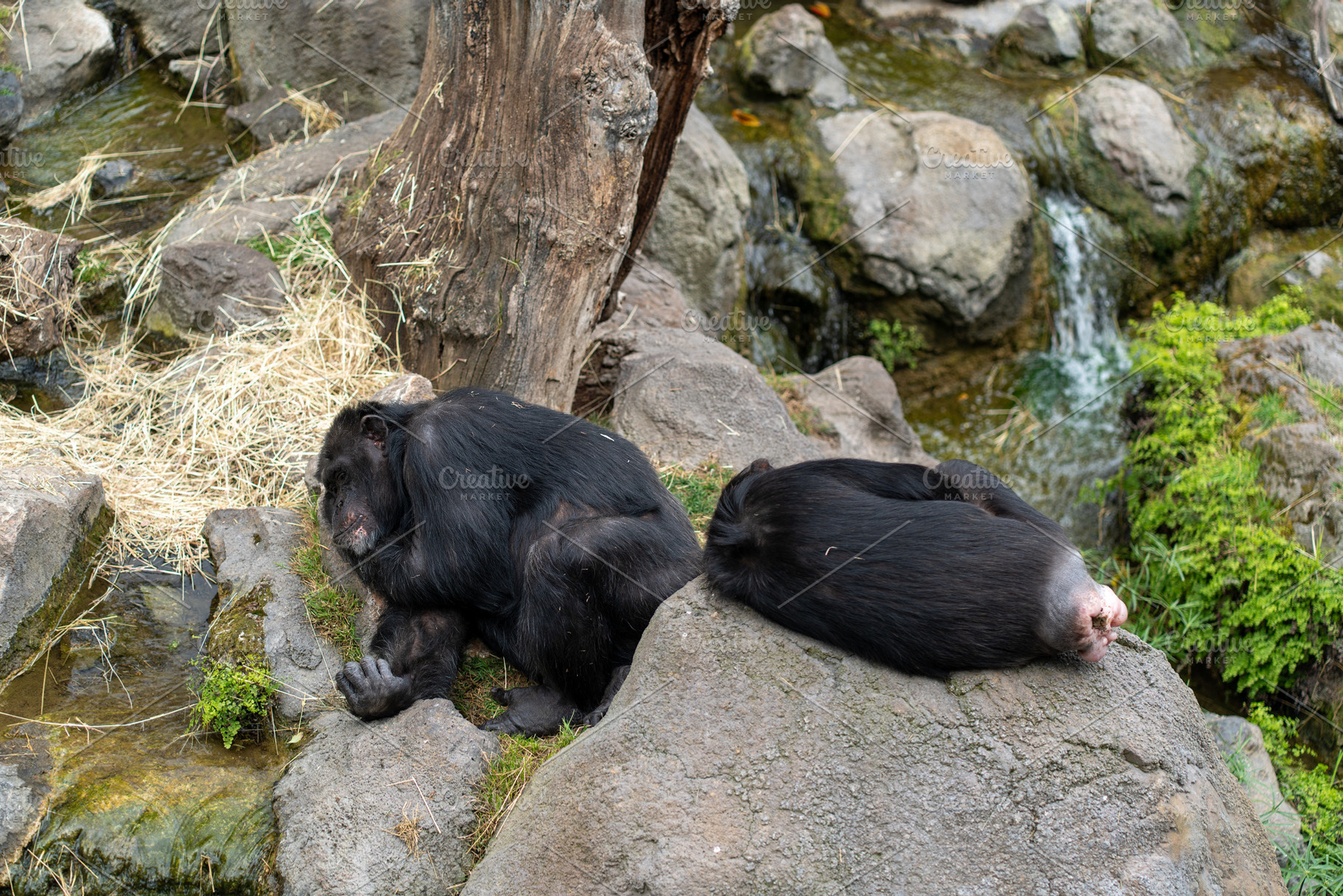 Chimpanzees resting on rocks in naturalistic enclosure in zoo, a Photo by andreonegin market