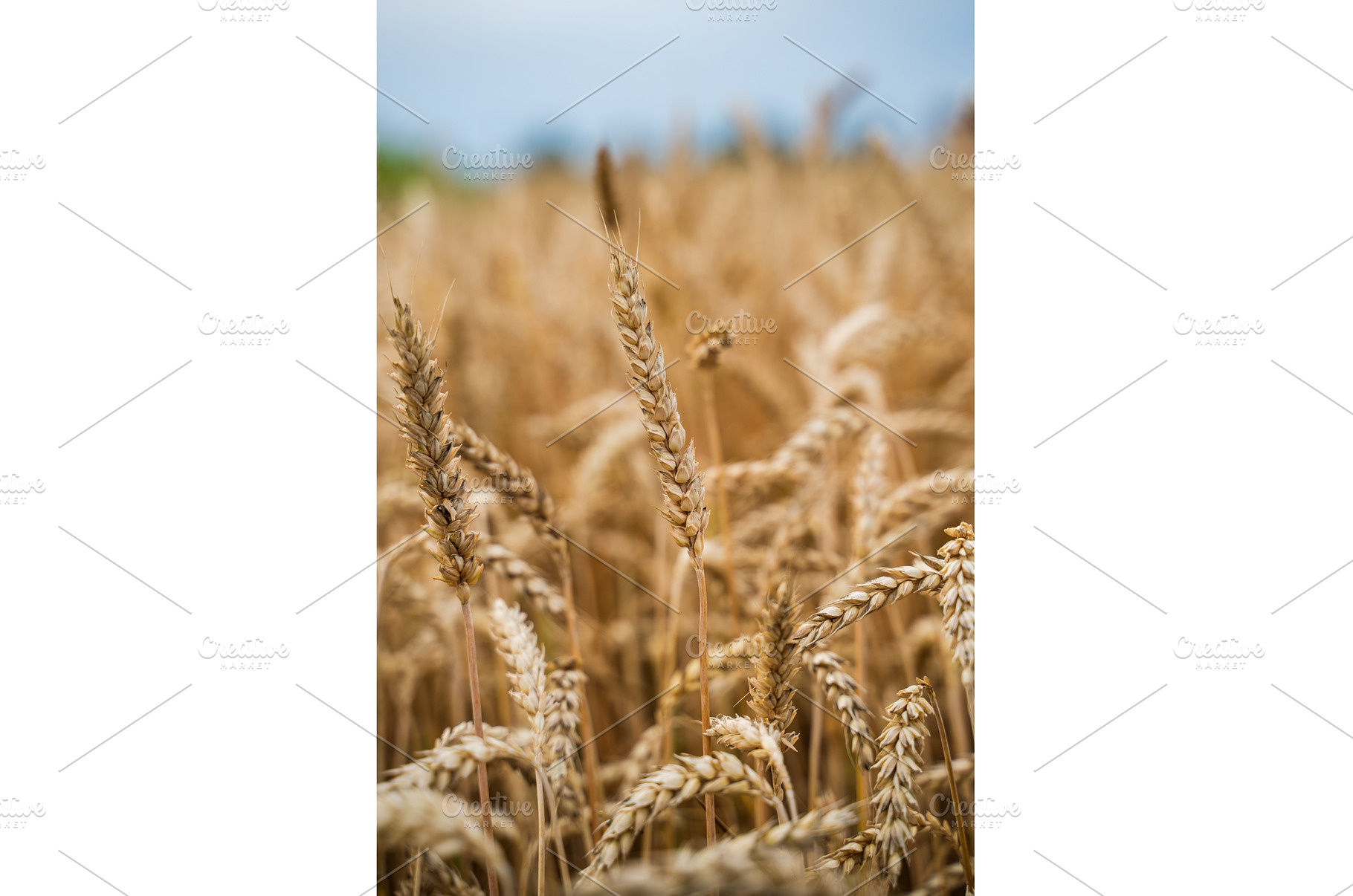 Golden wheat field showing mature, a Nature Photo by volodymyrshtun13795