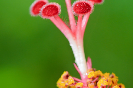 Carpel of snowflake hibiscus containing carpel, pollen, and floral, a Nature Photo by yongkiet jitwattanatam