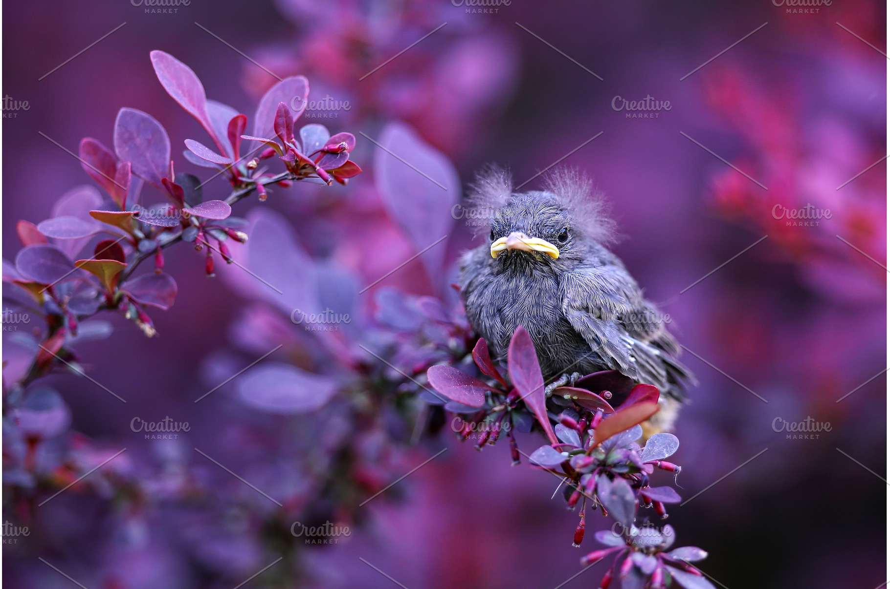 Chick of common blackbird sitting in, an Animal Photo by WildMedia