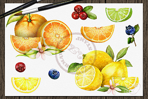 Fruit Watercolor Illustration