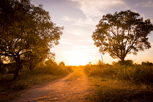 Road In Botswana, a Nature Photo by THP Creative