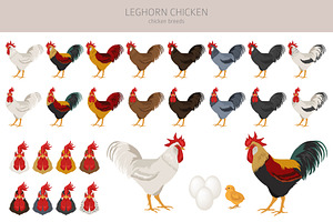 Leghorn Chicken Breed Clip Art