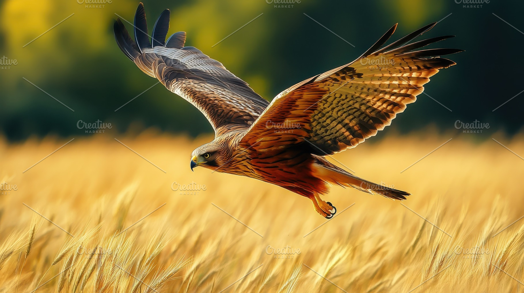Hawk soaring over a golden wheat fie, an Animal Photo by Pixeness Studio