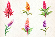 Celosia Flower Clipart, an Illustration by Dream Creation (Thumbnail 4 of 6)