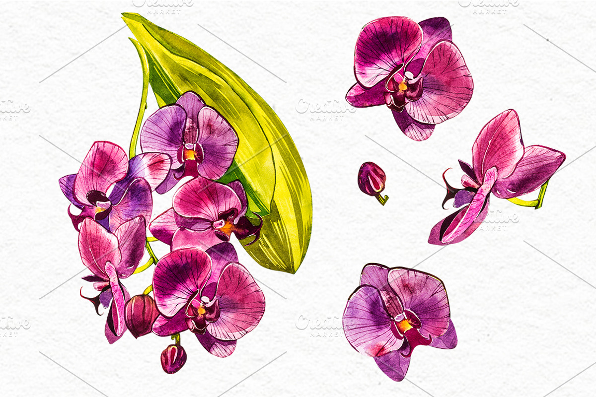 Orchids branch in botanical style, a Decorative Illustration by Ann Astro (Photo 2 of 15)