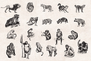 Wild Animals Engravings